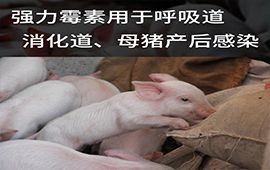 兽药现货强力霉素，呼吸道猪肺疫气喘咳嗽仔猪白痢副伤寒